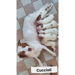 Cuccioli Breton Epagneul - Foto n. 1