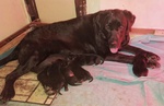Cuccioli di Labrador con Pedigree - Foto n. 3
