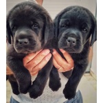 Cuccioli di Labrador con Pedigree - Foto n. 4