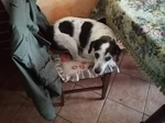 Tg Piccola dopo 6anni di Canile sale a Cremona in Adozione,il cane di casa non lo Accetta!urge Aiuto - Foto n. 3