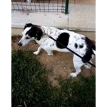 Tg Piccola dopo 6anni di Canile sale a Cremona in Adozione,il cane di casa non lo Accetta!urge Aiuto - Foto n. 4