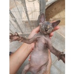 Sphynx, Gatto Nudo