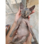 Sphynx, Gatto Nudo - Foto n. 2