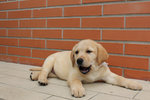 Cuccioli Labrador con Pedigree - Foto n. 6