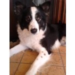 Ettore Incrocio Border Collie 18 Mesi