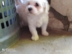 Cucciolo di Maltese