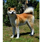 Akita inu alta Genealogia - Foto n. 4