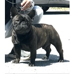 Cuccioli di Bouledogue Francese alta Genealogia - Foto n. 3