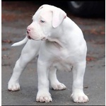 🐶 Pitbull femmina di 6 settimane (cucciolo) in vendita a Vigonza (PD) e in tutta Italia da privato