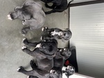 🐶 Cane Corso di 1 anno e 11 mesi in vendita a Montesilvano (PE) e in tutta Italia da privato