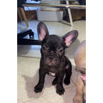 🐶 Bulldog Francese maschio di 1 anno e 7 mesi in vendita a Monteriggioni (SI) da privato