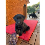 Labrador Retriever Cuccioli neri puri Disponibili