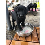 Labrador Retriever Cuccioli neri puri Disponibili - Foto n. 4
