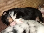 Cuccioli Australian Shepherd - Foto n. 2