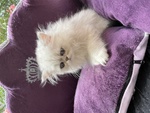 Cucciolo di Gatto Persiano Chinchilla' Silver Shaded - Foto n. 4