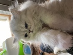 Cucciolo di Gatto Persiano Chinchilla' Silver Shaded - Foto n. 5