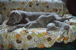 Cuccioli Weimaraner