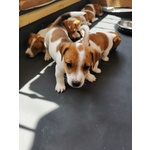 Cuccioli jack Russel Terrier Zampa Corta