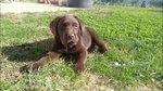 Cuccioli di Labrador Retriver Chocolate