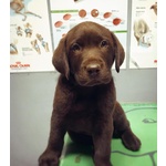 Cuccioli di Labrador Retriver Chocolate - Foto n. 2