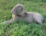 Disponibili Cuccioli di Weimaraner - Foto n. 3