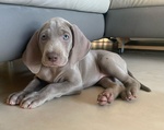 Disponibili cuccioli di weimaraner