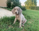 Disponibili Cuccioli di Weimaraner - Foto n. 4