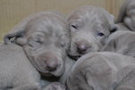 Cuccioli Weimaraner - Foto n. 5