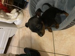 Cuccioli Pinscher nano