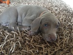 Vendita cuccioli weimaraner