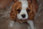 Femmina Cavalier King