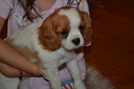 Femmina Cavalier King - Foto n. 3