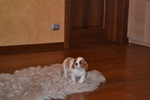 Femmina Cavalier King - Foto n. 4