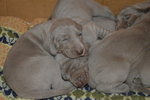 Cuccioli Weimaraner - Foto n. 7