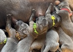 🐶 Alano di 6 settimane (cucciolo) in vendita a Tarano (RI) e in tutta Italia da allevamento