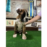 Cucciolo di Boxer Maschio