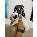 Cucciolo di Boxer Maschio Bianco - Foto n. 3