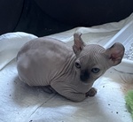 Cuccioli sphynx Elf