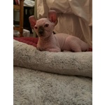 Cuccioli Sphynx Elf - Foto n. 2