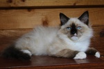 Cucciola Femmina Ragdoll