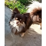 Cuccioli Chihuahua - Foto n. 8
