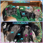 🐶 Chihuahua di 0 Settimana (cucciolo) in Vendita a Dalmine (bg) e in Tutta Italia da Privato