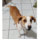 Luna 10 mesi Incrocio Beagle Rinuncia di Proprietà!urgente Urgente Roma