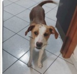 Luna 10 mesi Incrocio Beagle Rinuncia di Proprietà!urgente Urgente Roma - Foto n. 2