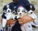 Cuccioli di Australian Shepherd