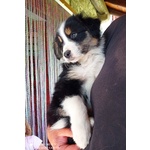 Cuccioli di Australian Shepherd - Foto n. 3