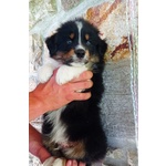 Cuccioli di Australian Shepherd - Foto n. 4