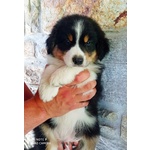 Cuccioli di Australian Shepherd - Foto n. 5