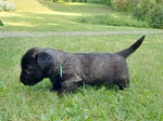 Cuccioli di skye Terrier