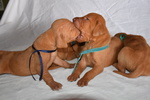 🐶 Bracco Tedesco di 8 settimane (cucciolo) in vendita a Candelo (BI) da privato